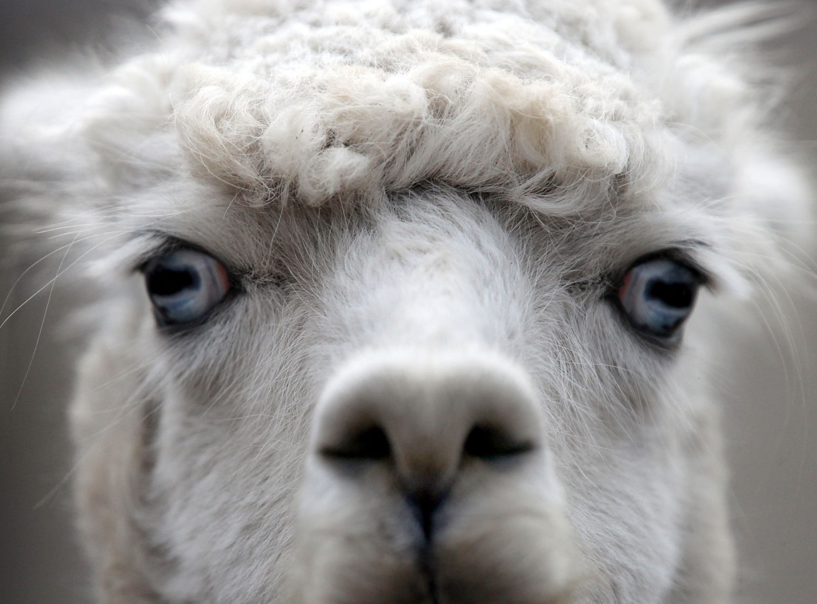 Zoo Portraits 9